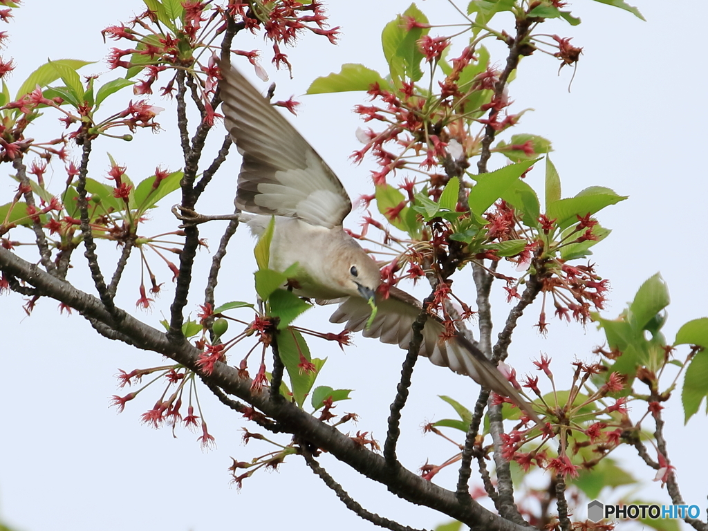 コムクドリ　③　200421 