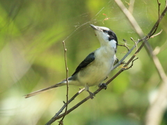 サンショウクイ　③　200429 