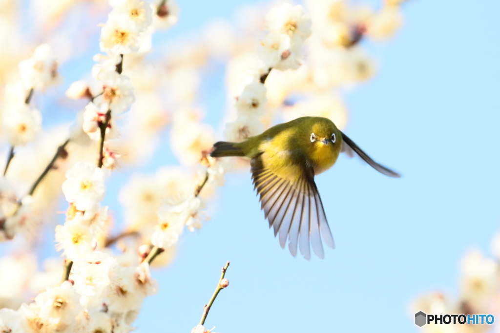 170303 ウメジロー　えっ？？