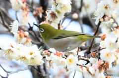 春のおとずれ