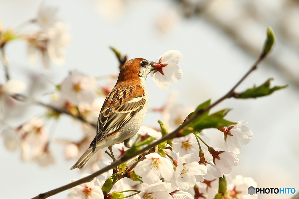 桜のラッパ吹き　♂　180328