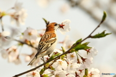 桜のラッパ吹き　♂　180328