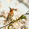 桜のラッパ吹き　♂　180328