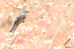 170330 サクヒヨ　蔵出し