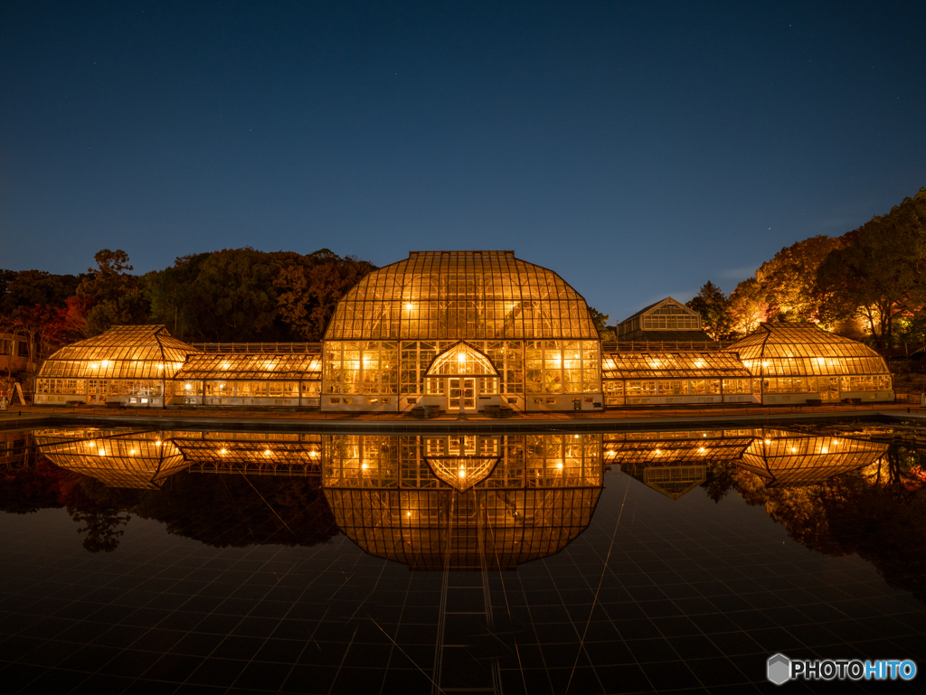 東山植物園ライトアップ　②　211125 
