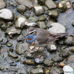 170420 珍鳥　オガワコマドリ