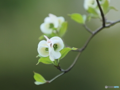 ハナミズキ　①　200418 