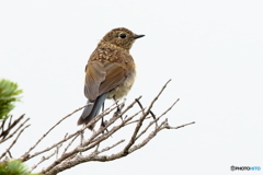 170813 ルリビタキ幼鳥