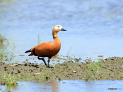 アカツクシカモ②　200419