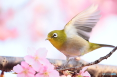160305　河津桜とメジロ　Ⅱ