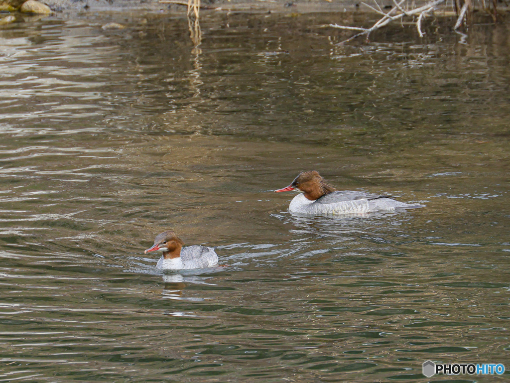 カワアイサ　④　210214 