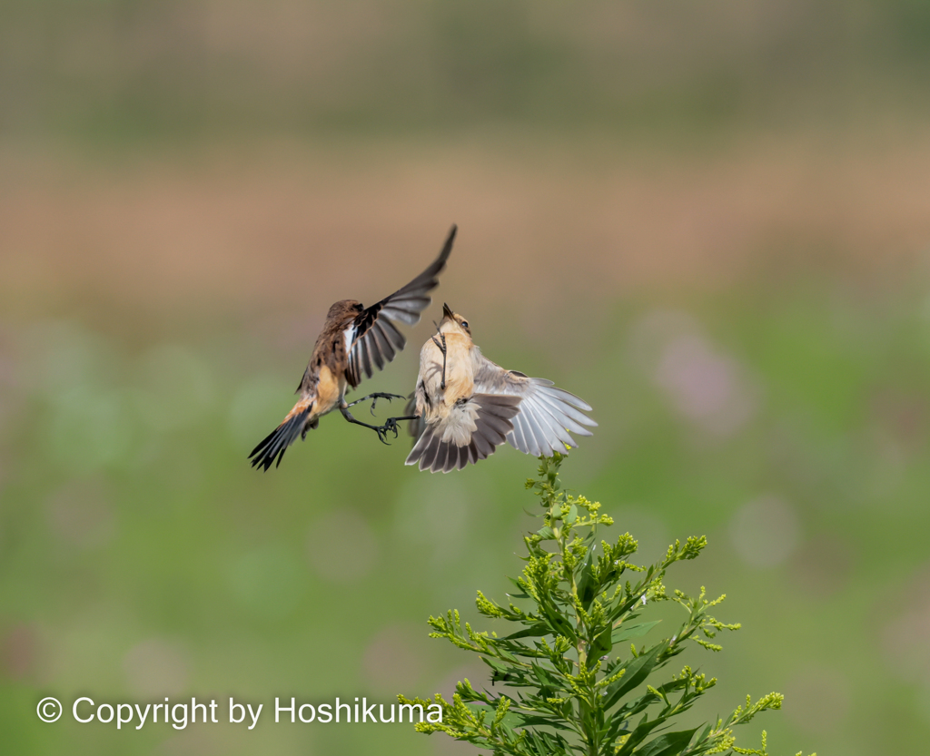 ノビタキ　③　20221004 