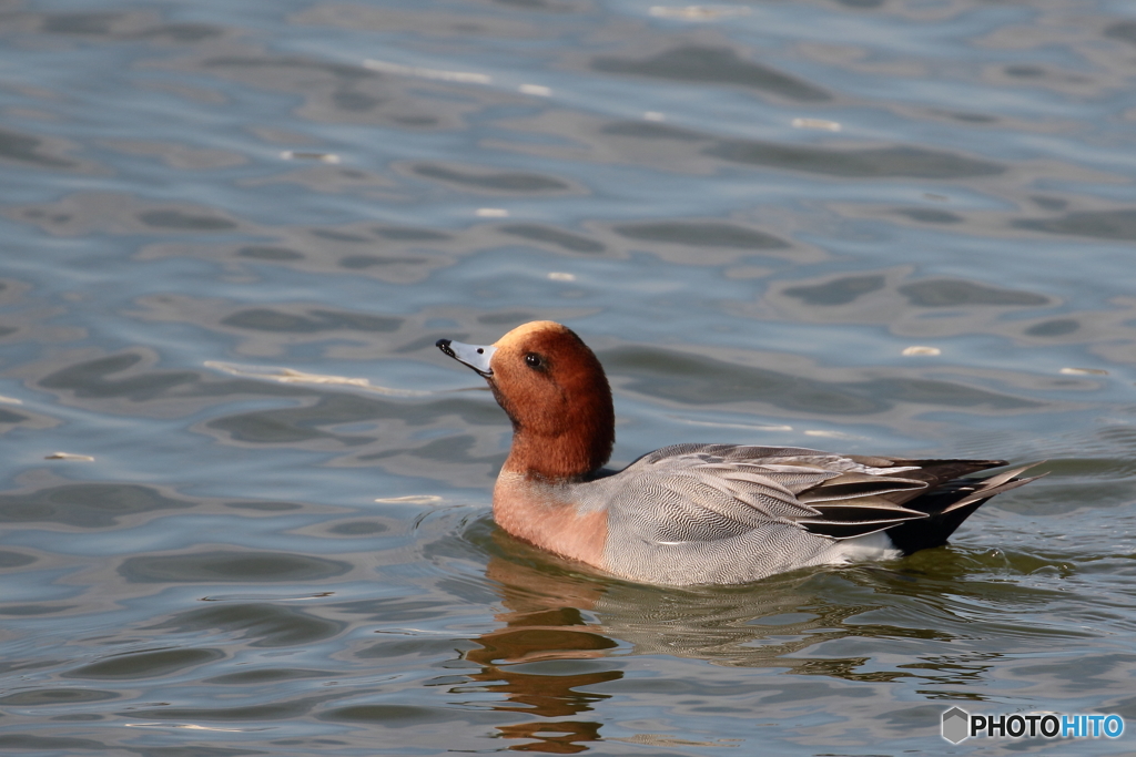 170102 ヒドリガモ♂？　涙目で天を！