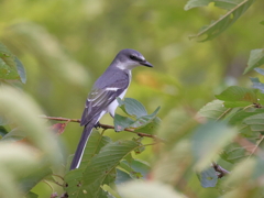 サンショウクイ　②　200901 