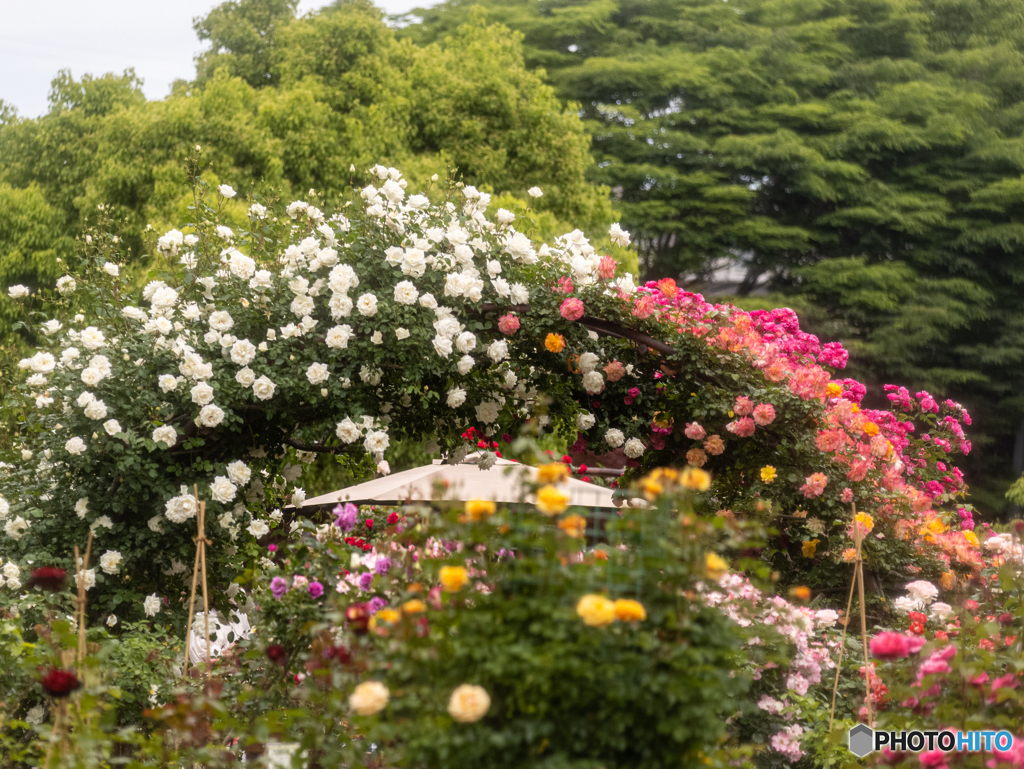 バラ園　③　210513 