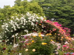バラ園　③　210513 