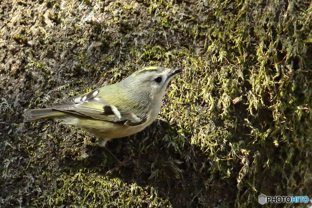 恥ずかしがり屋さん　180206 
