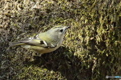 恥ずかしがり屋さん　180206 