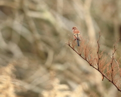 ベニマシコ　②　191128 