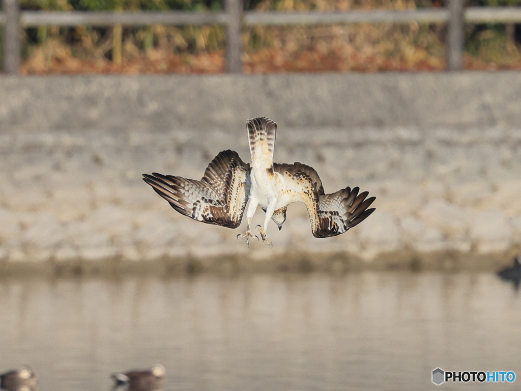 ミサゴ　⑤　210126 