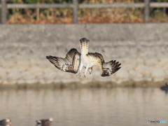 ミサゴ　⑤　210126 