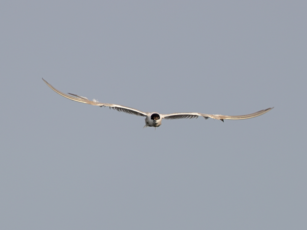 クロハラアジサシ　⑥　200909 