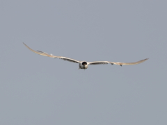 クロハラアジサシ　⑥　200909 