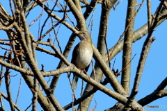 都市公園のシロハラ　190107 