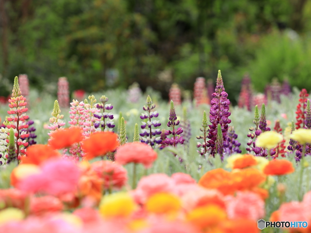 公園の花壇　①　200504 