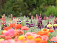 公園の花壇　①　200504 