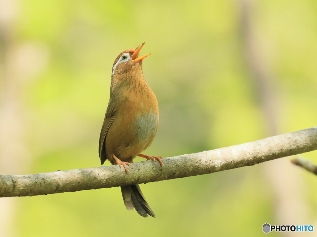 ガビチョウ　②　200425 