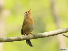 ガビチョウ　②　200425 