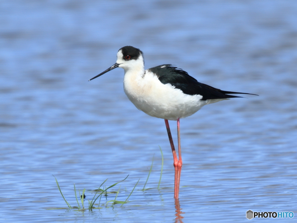 セイタカシギ　①　200419 