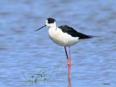 セイタカシギ　①　200419 