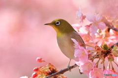 160302　河津桜とメジロ　Ⅱ