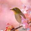 160302　河津桜とメジロ　Ⅱ