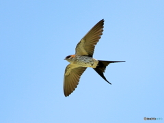 コシアカツバメ　①　200530