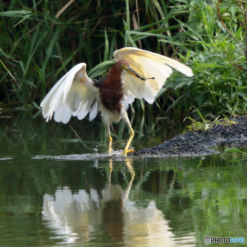 170729 アカガシラサギ