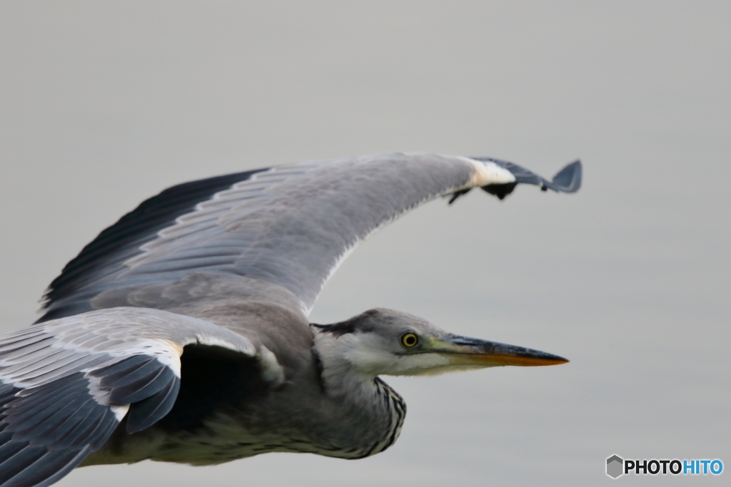 170729 アオサギ　eye contact 7