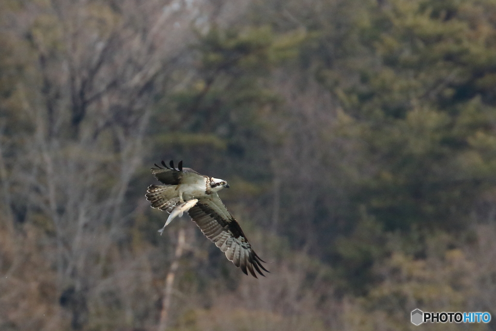 ミサゴ　②　180202