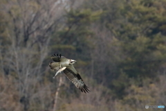 ミサゴ　②　180202