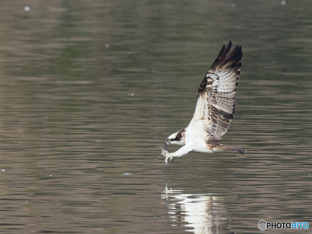 ミサゴ　①　210126 
