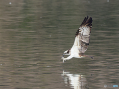 ミサゴ　①　210126 
