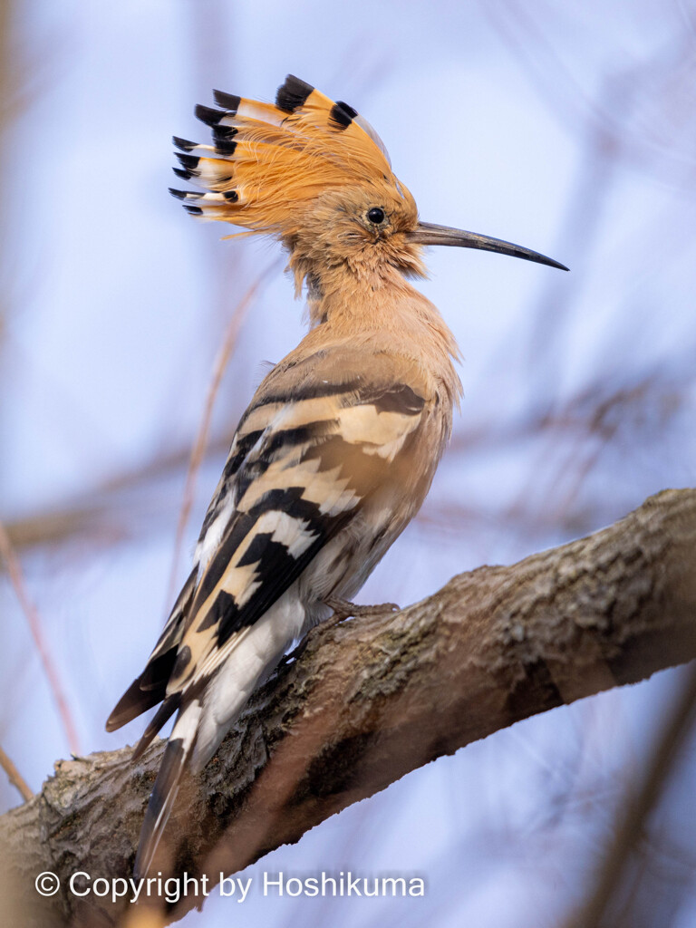 ヤツガシラ　①　221025 