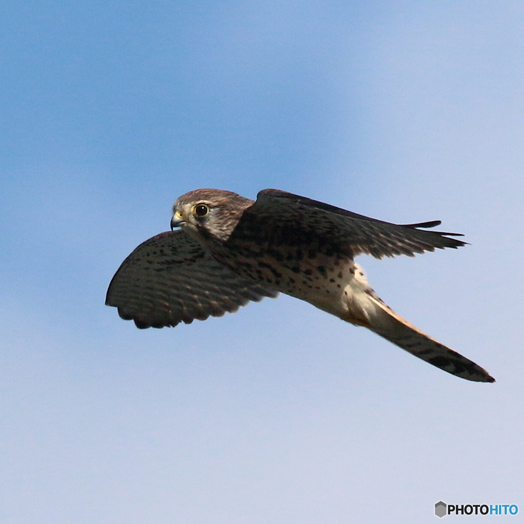 161018 チョウゲンボウ