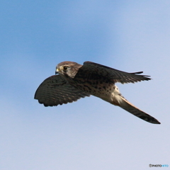 161018 チョウゲンボウ