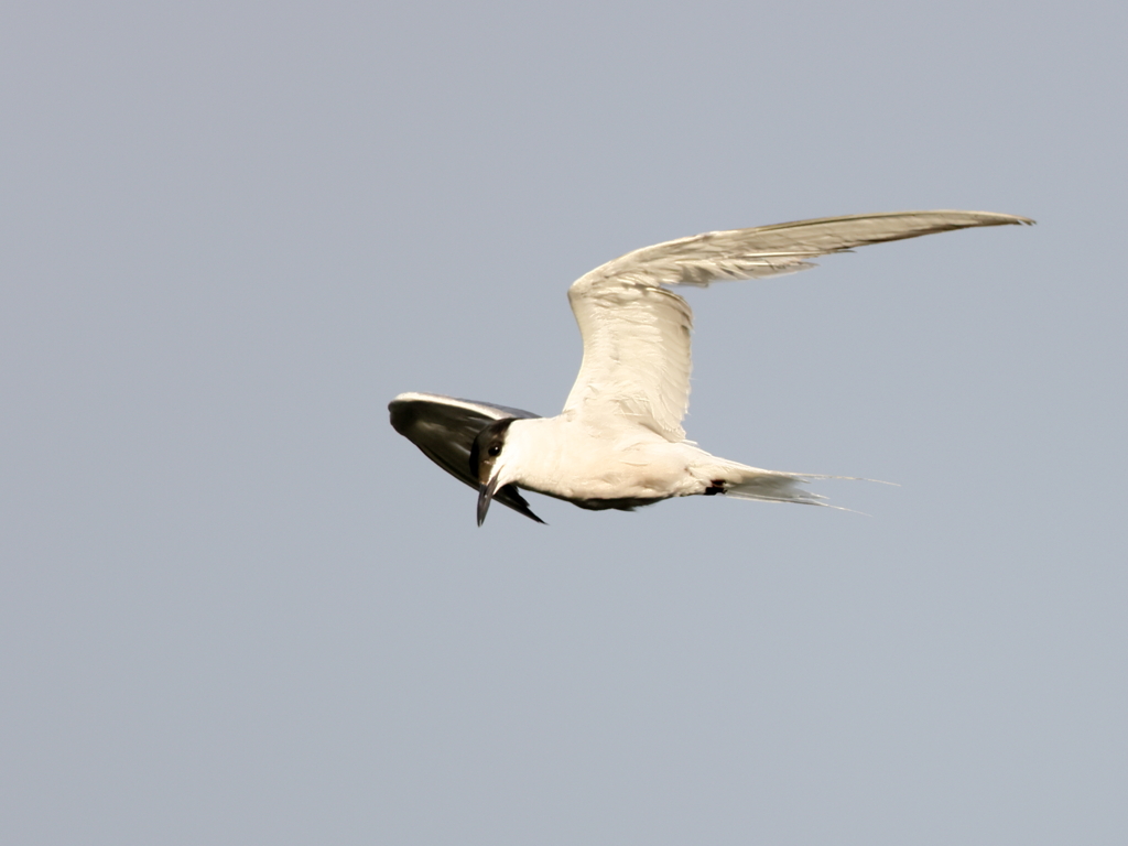 クロハラアジサシ　⑤　200909