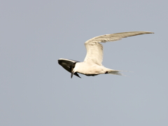 クロハラアジサシ　⑤　200909