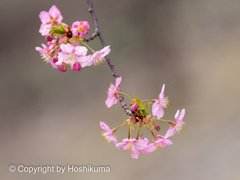 河津桜　　220313