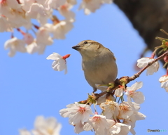 ニュウナイスズメ　③　190403